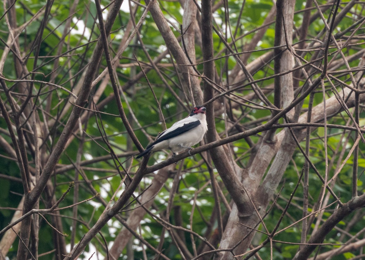 Black-tailed Tityra - ML624008272