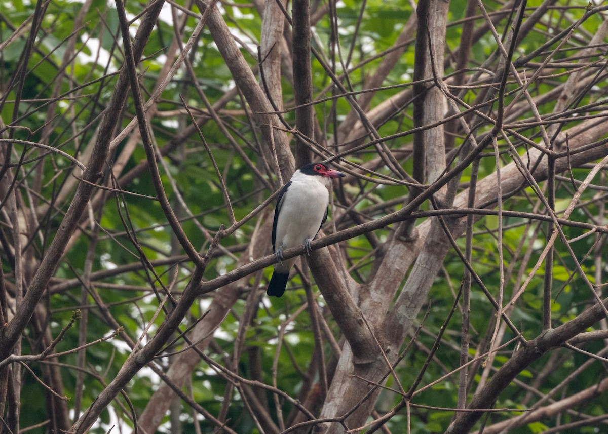 Black-tailed Tityra - ML624008273