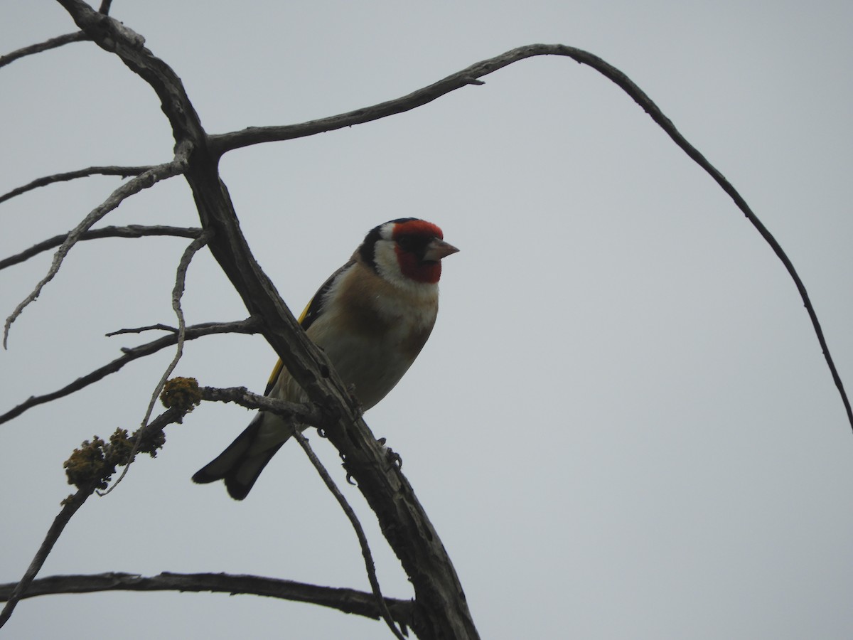 European Goldfinch - ML624008297