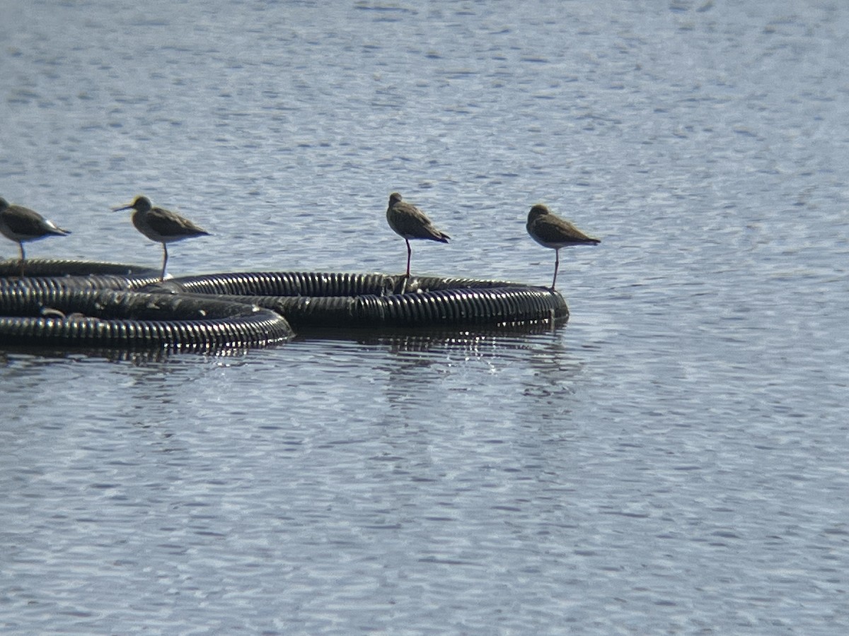 Greater Yellowlegs - ML624008298