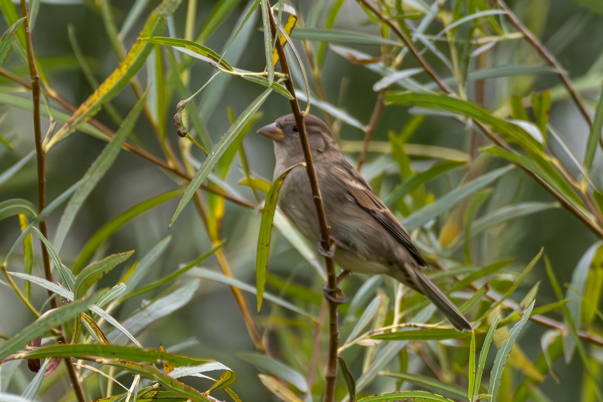 House Sparrow - ML624008299