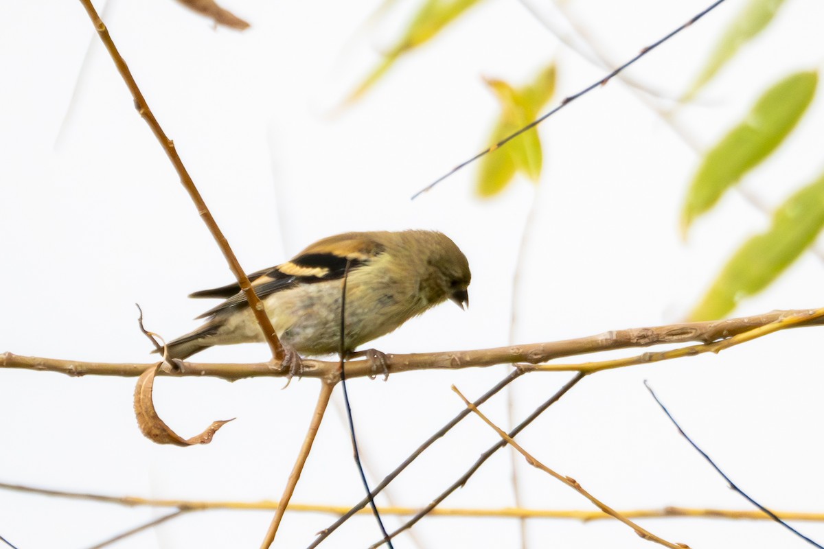 American Goldfinch - ML624008311