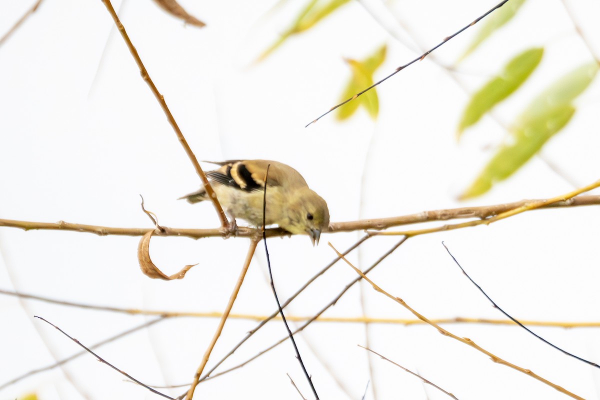 American Goldfinch - ML624008312