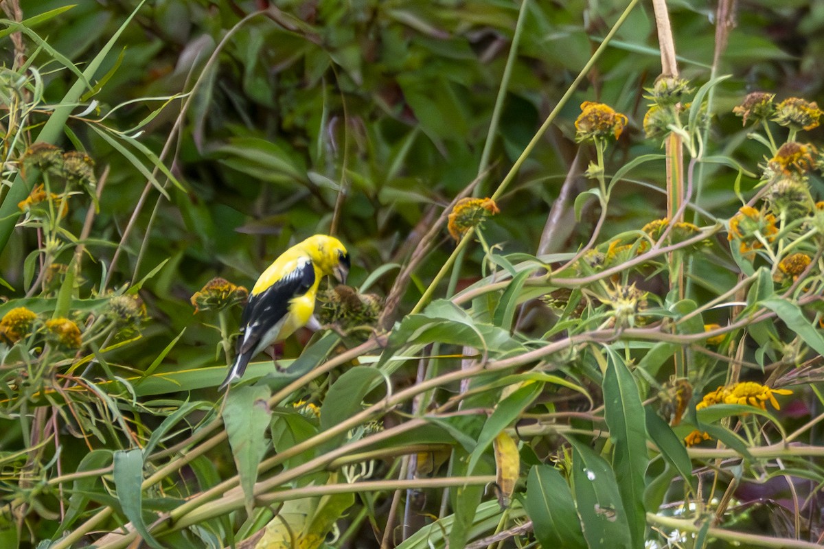 American Goldfinch - ML624008313