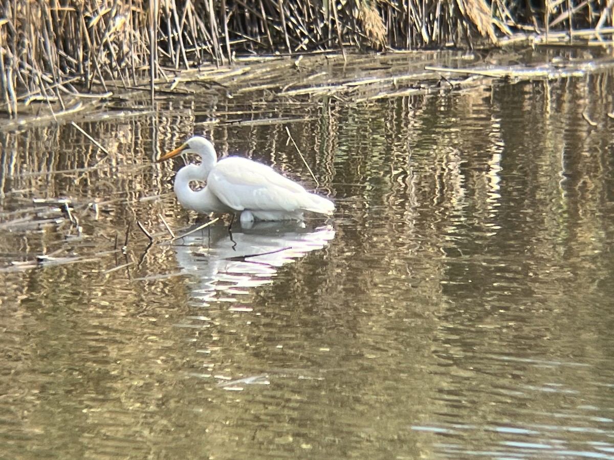 Great Egret - ML624008322