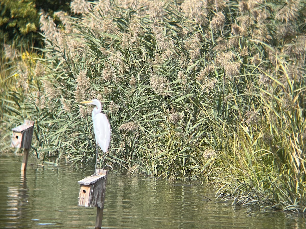 Great Egret - ML624008325