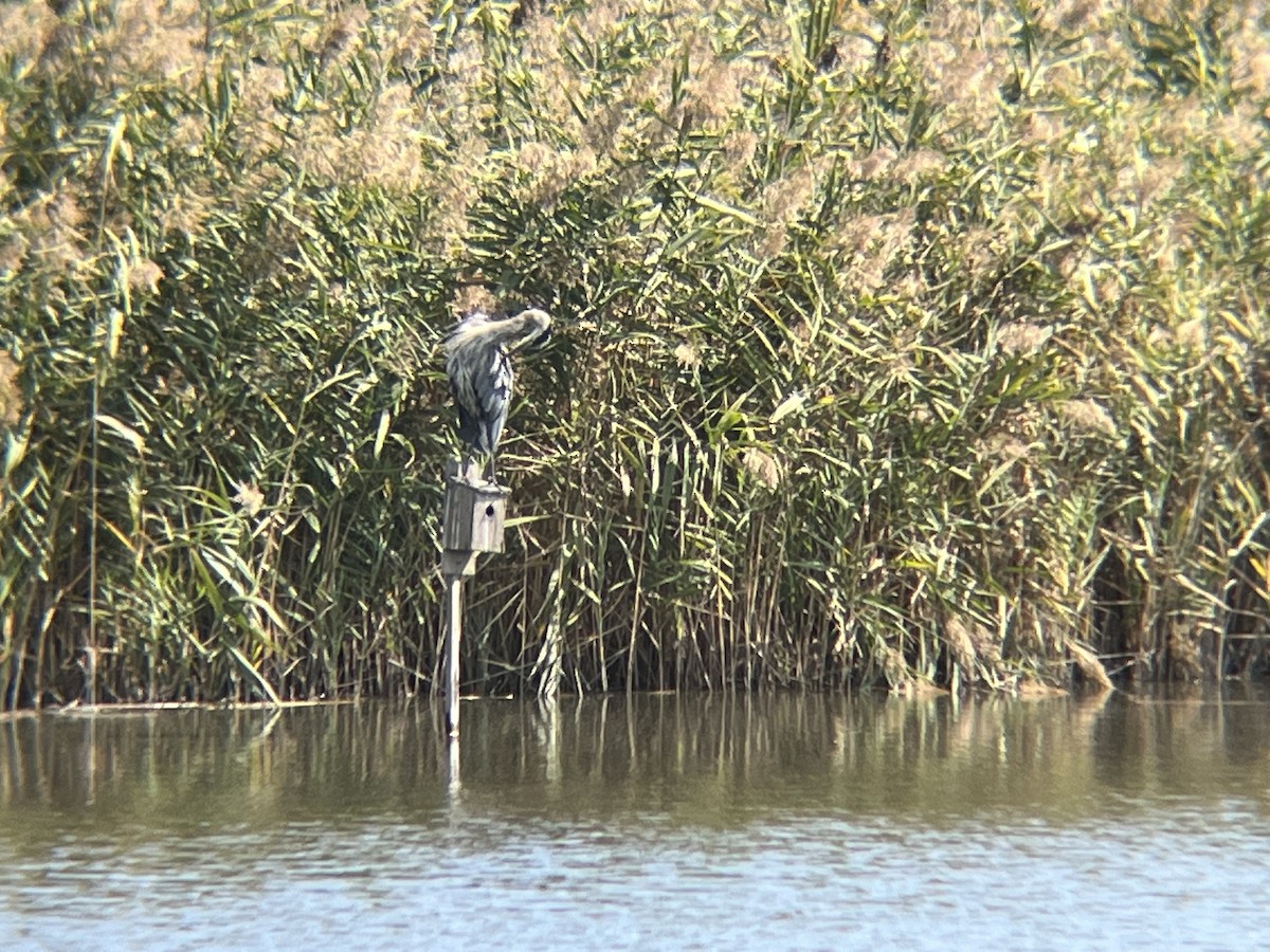 Great Blue Heron - ML624008343