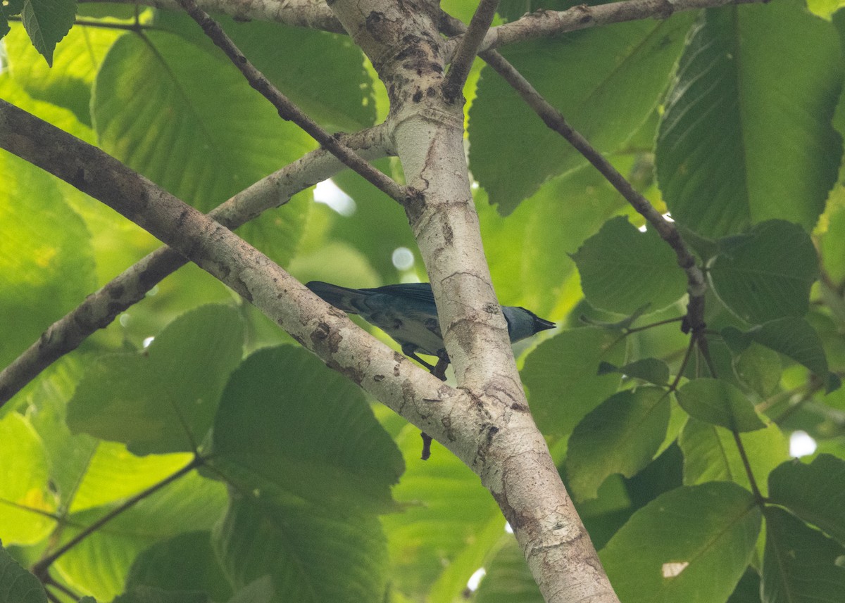 Masked Tanager - ML624008347