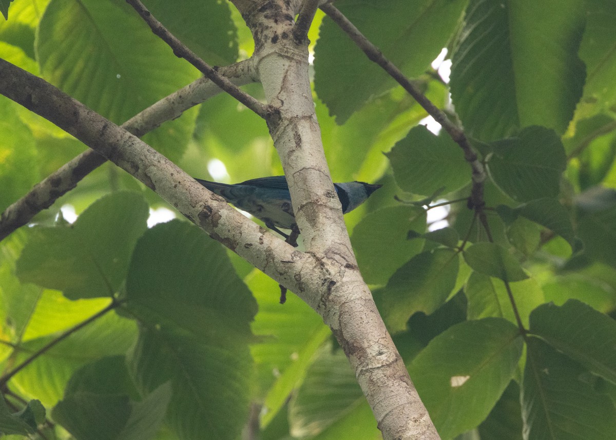 Masked Tanager - ML624008348