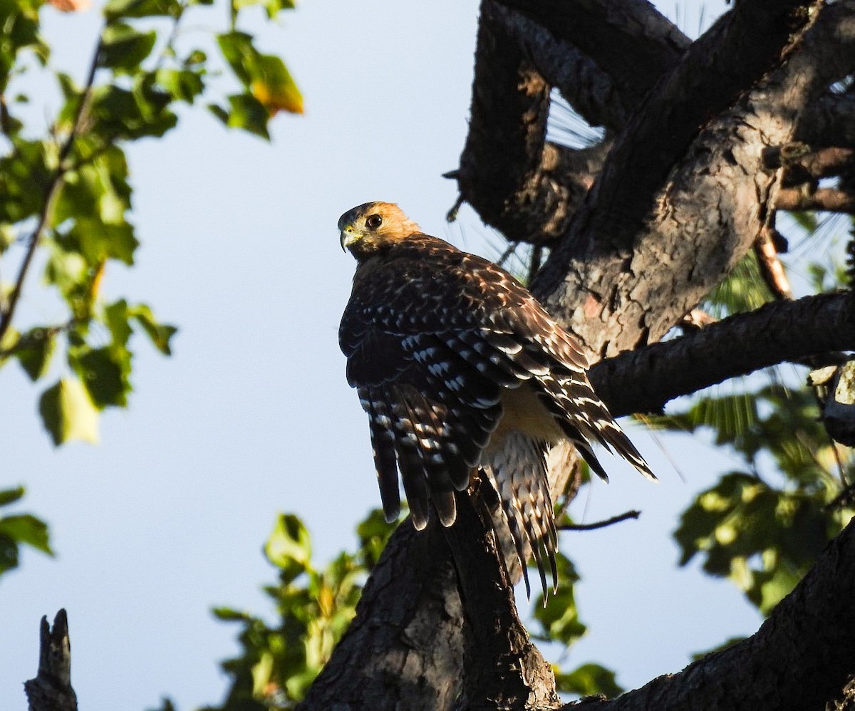 Red-shouldered Hawk - Kay Dantzler