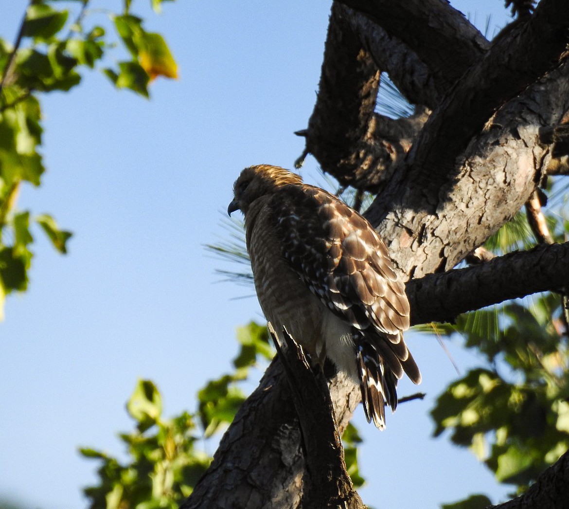 Red-shouldered Hawk - ML624008365