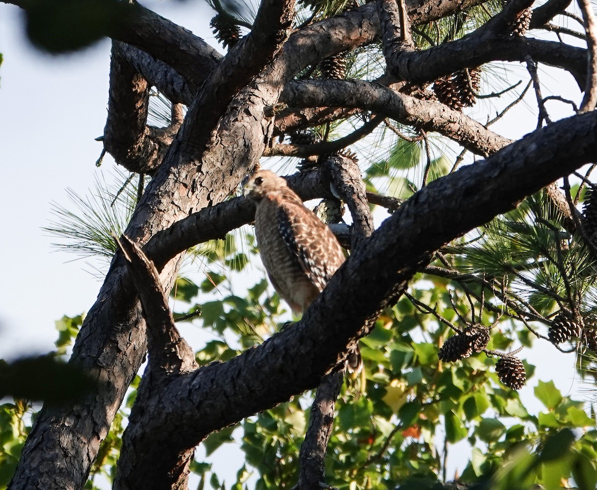 Red-shouldered Hawk - ML624008366