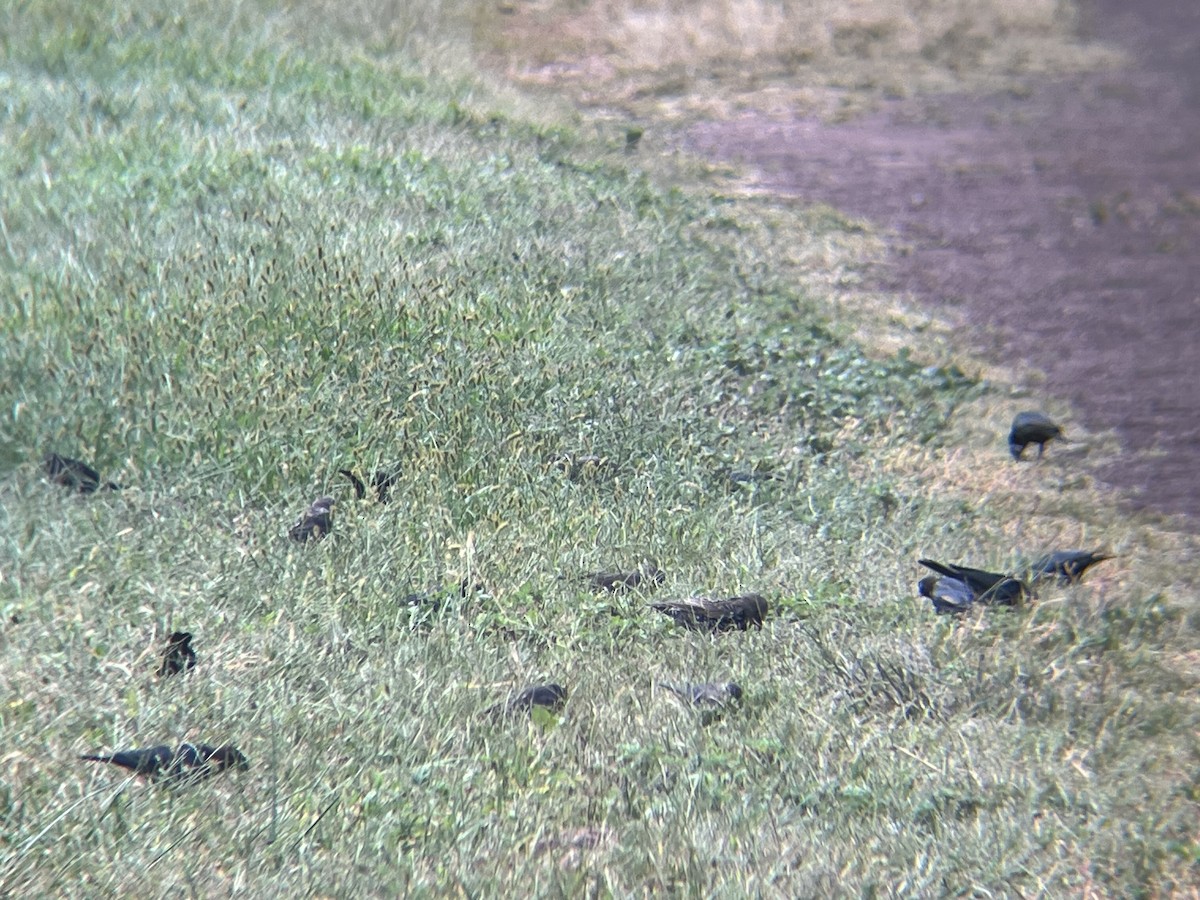 Brown-headed Cowbird - ML624008374