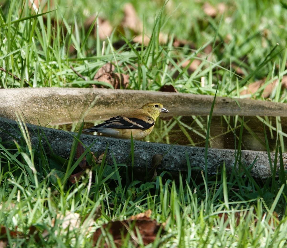 American Goldfinch - ML624008390