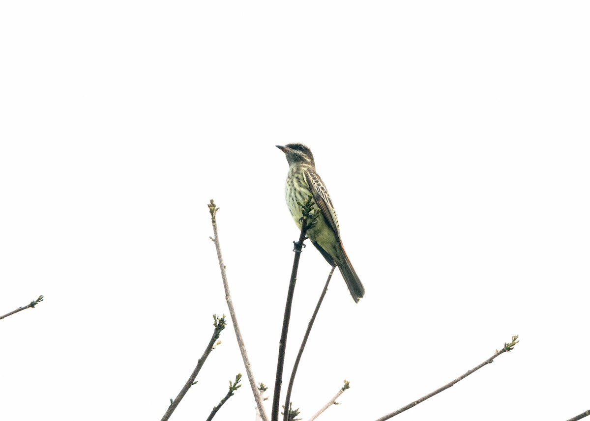 Variegated Flycatcher - ML624008410