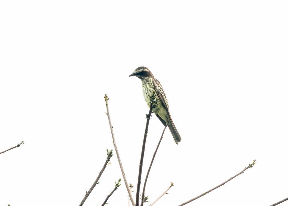 Variegated Flycatcher - ML624008411