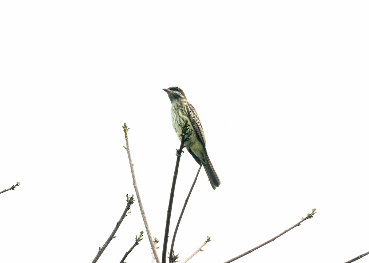 Variegated Flycatcher - ML624008412