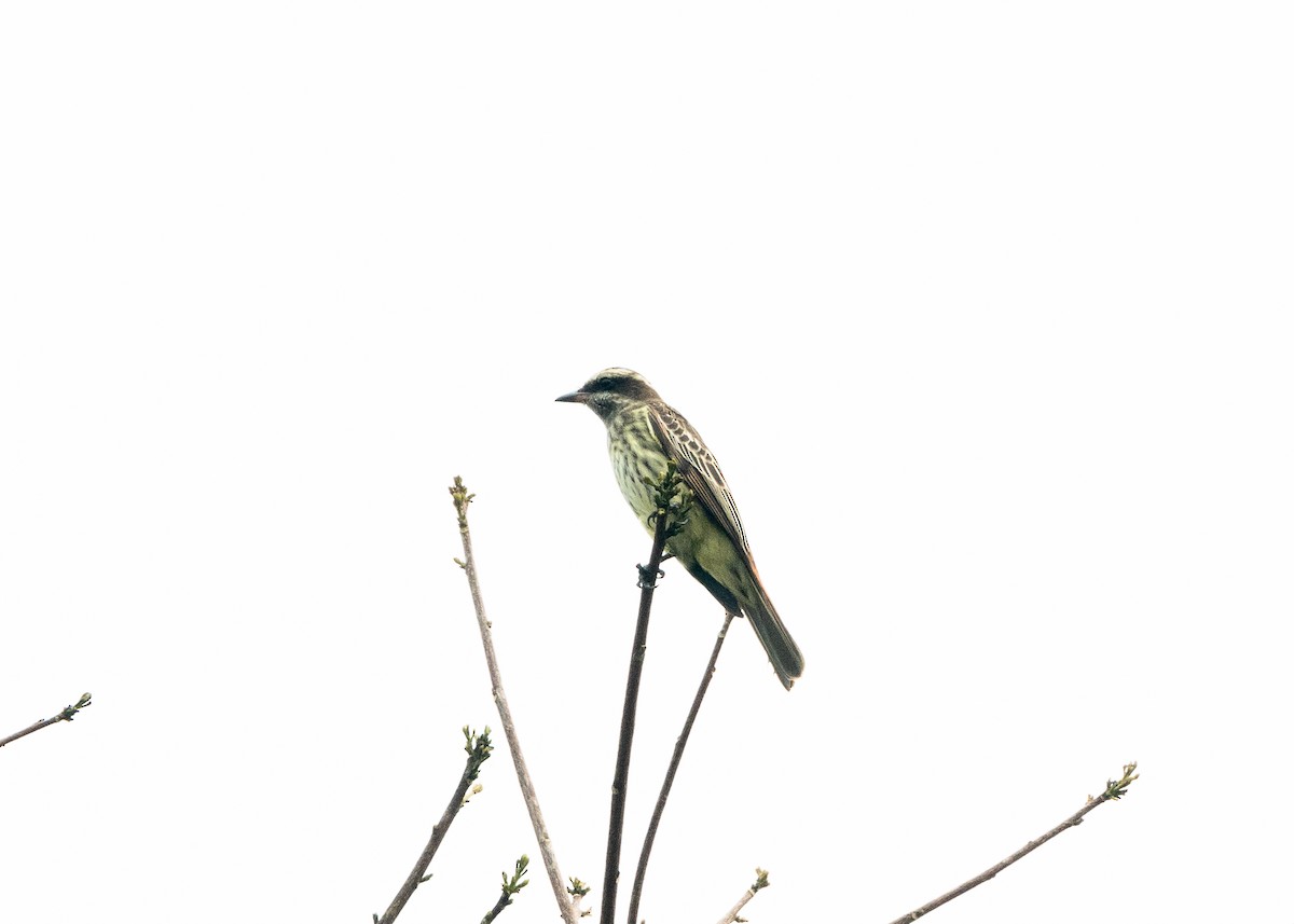 Variegated Flycatcher - ML624008413