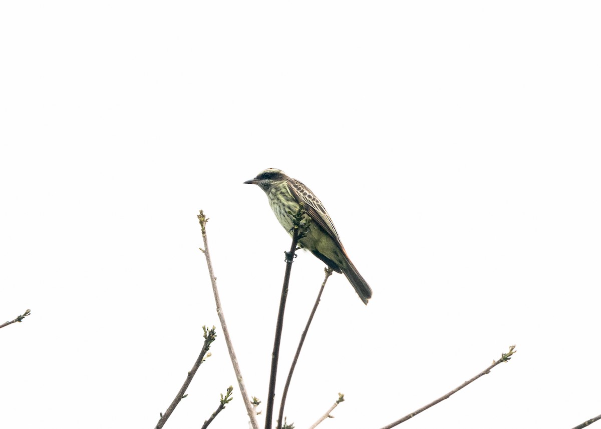 Variegated Flycatcher - ML624008414