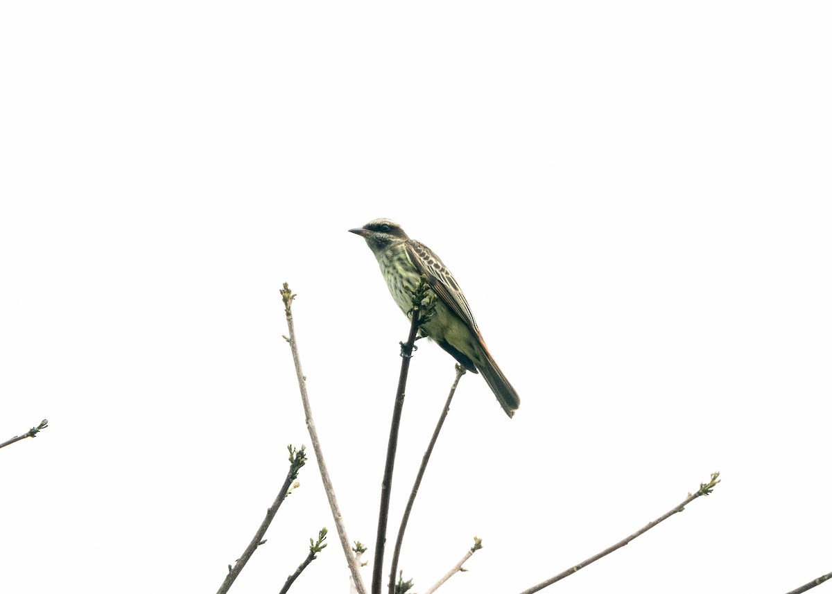 Variegated Flycatcher - ML624008415