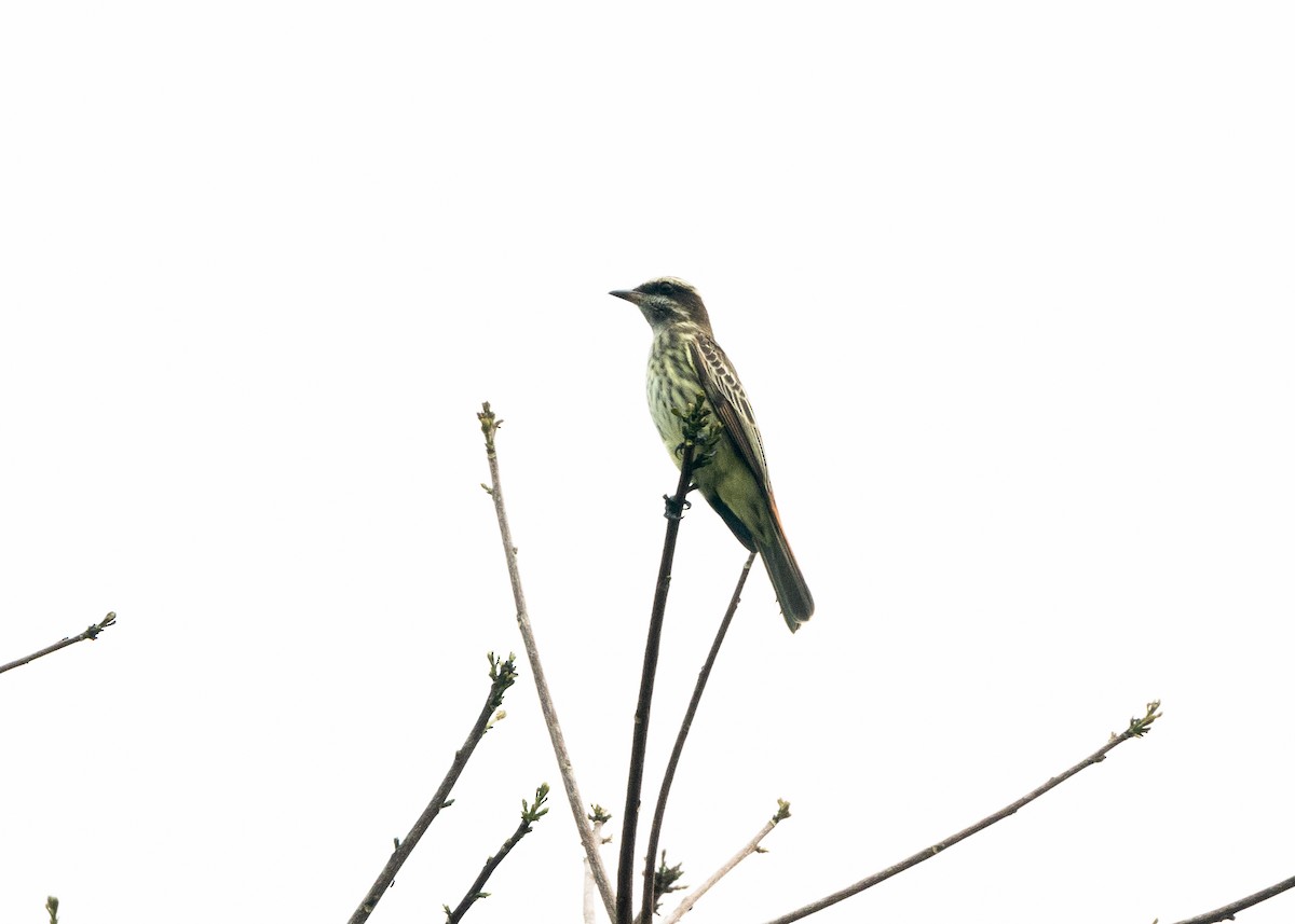 Variegated Flycatcher - Silvia Faustino Linhares