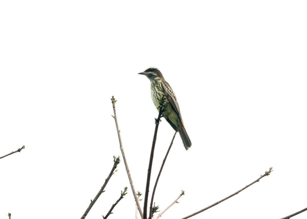 Variegated Flycatcher - ML624008417