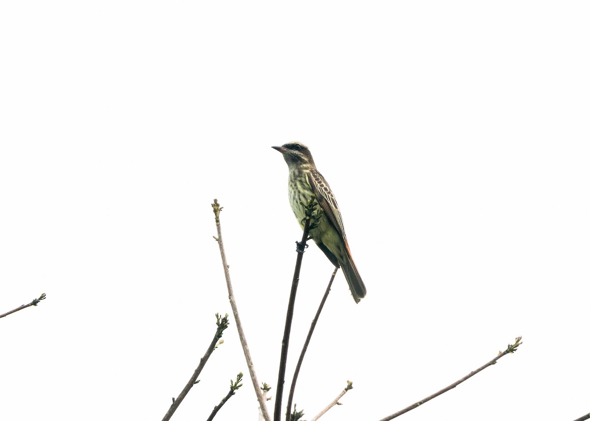 Variegated Flycatcher - ML624008418