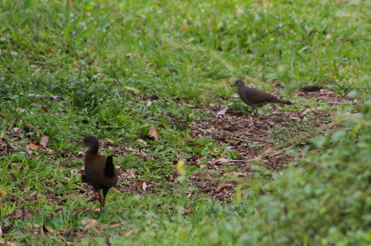 Slaty-breasted Wood-Rail - Pedro Behne