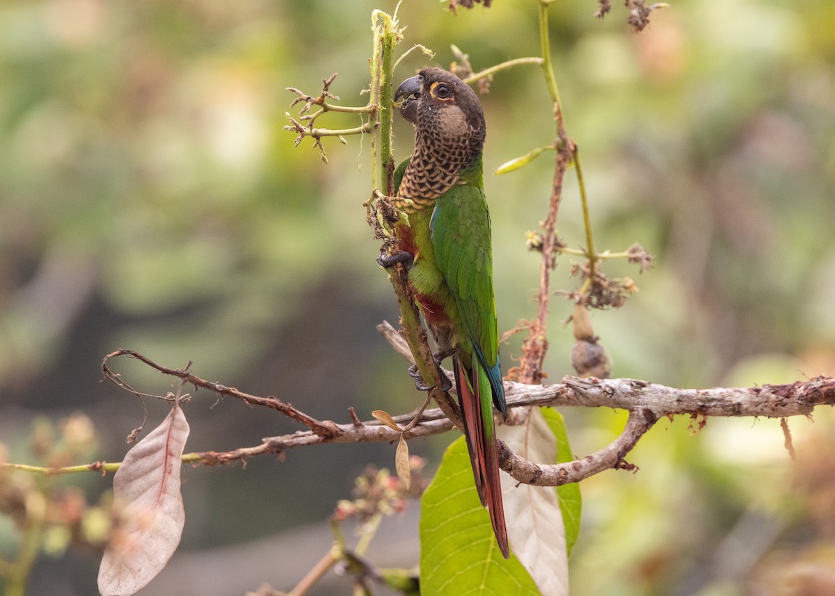 Bonaparte's Parakeet - ML624008450