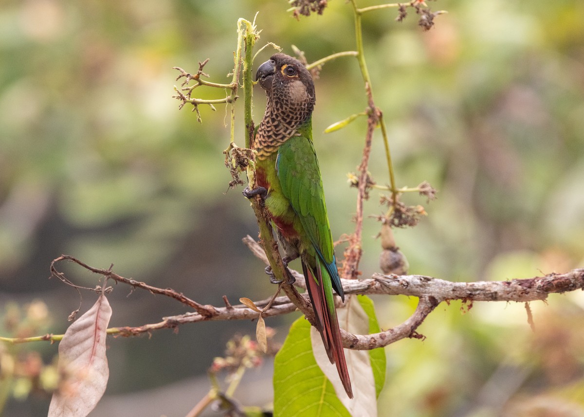 Bonaparte's Parakeet - ML624008451