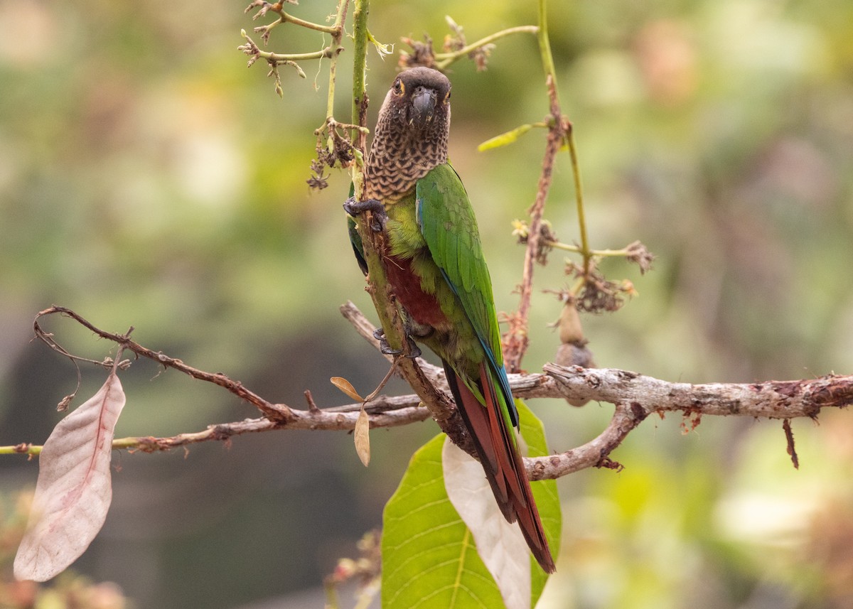 Bonaparte's Parakeet - ML624008452