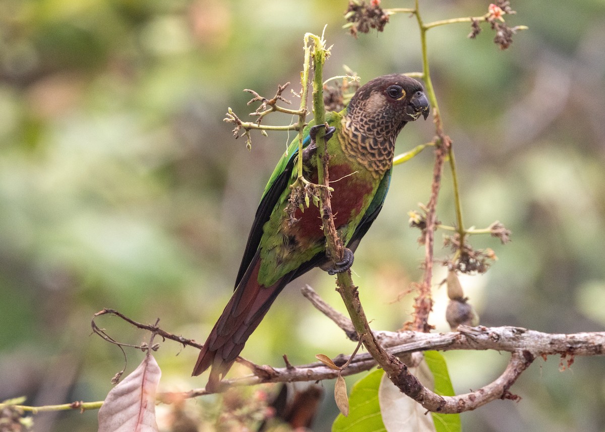 Bonaparte's Parakeet - ML624008454