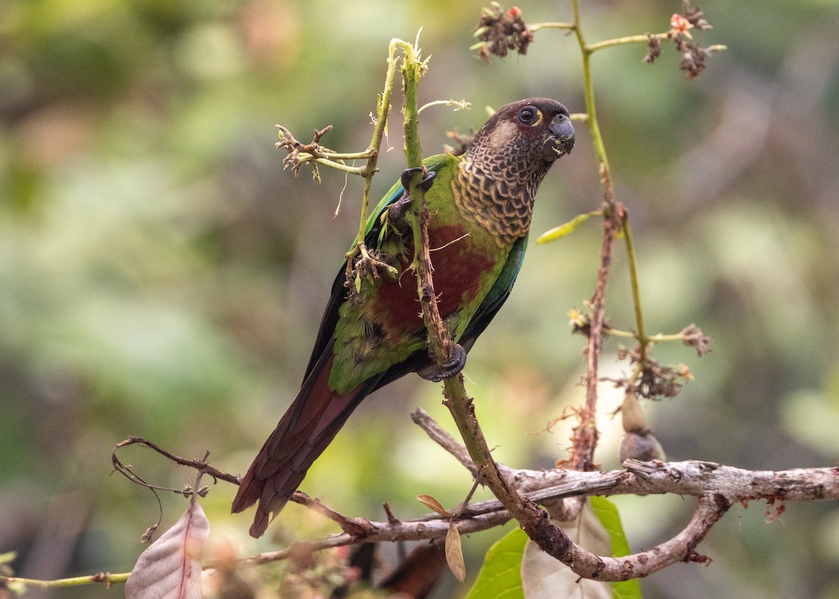 Bonaparte's Parakeet - ML624008456