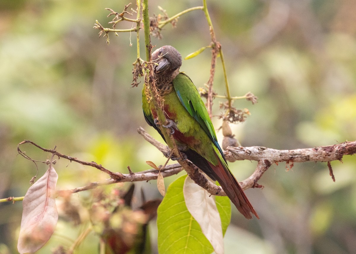 Bonaparte's Parakeet - ML624008457