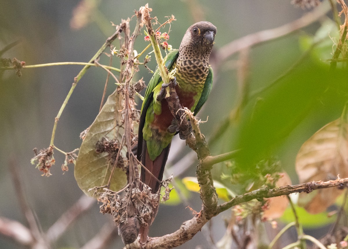 Bonaparte's Parakeet - ML624008458