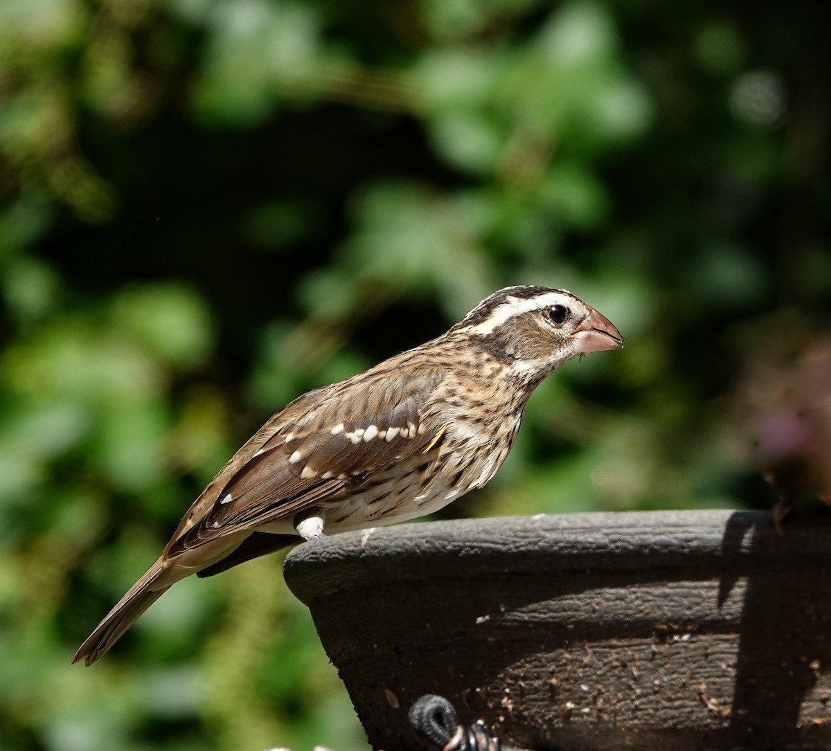 Rose-breasted Grosbeak - ML624008460