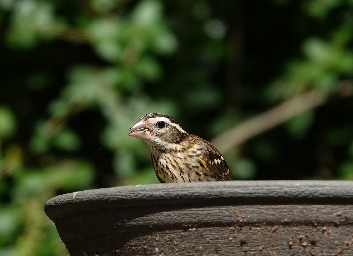 Rose-breasted Grosbeak - ML624008461