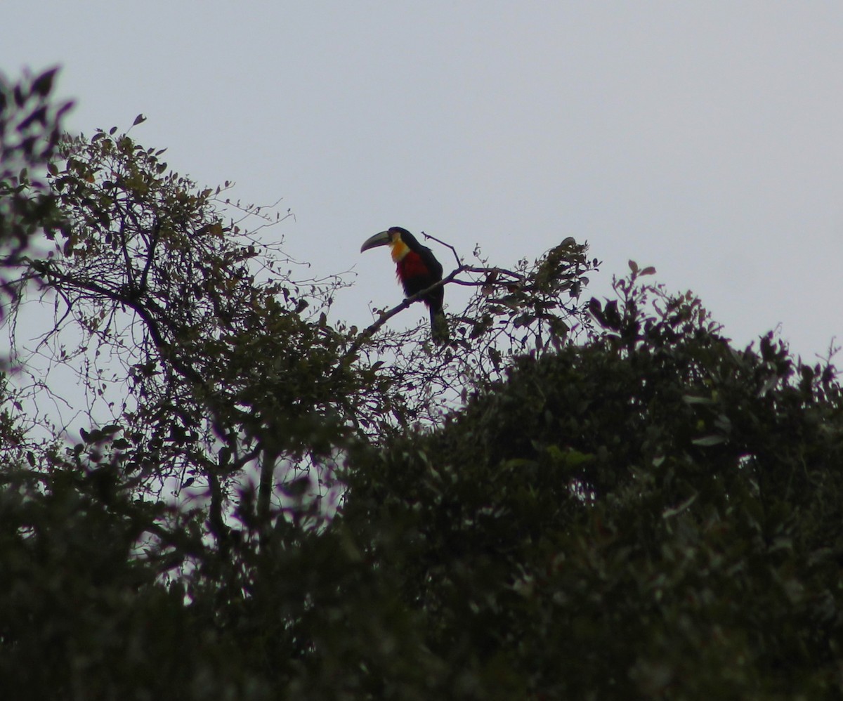 Red-breasted Toucan - ML624008467