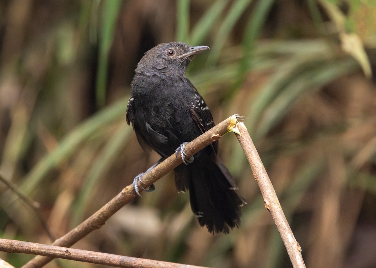 Manu Antbird - ML624008472