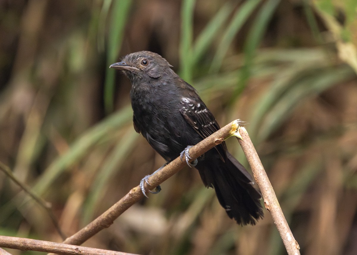 Manu Antbird - ML624008473