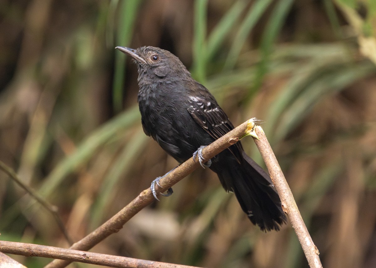 Manu Antbird - ML624008474