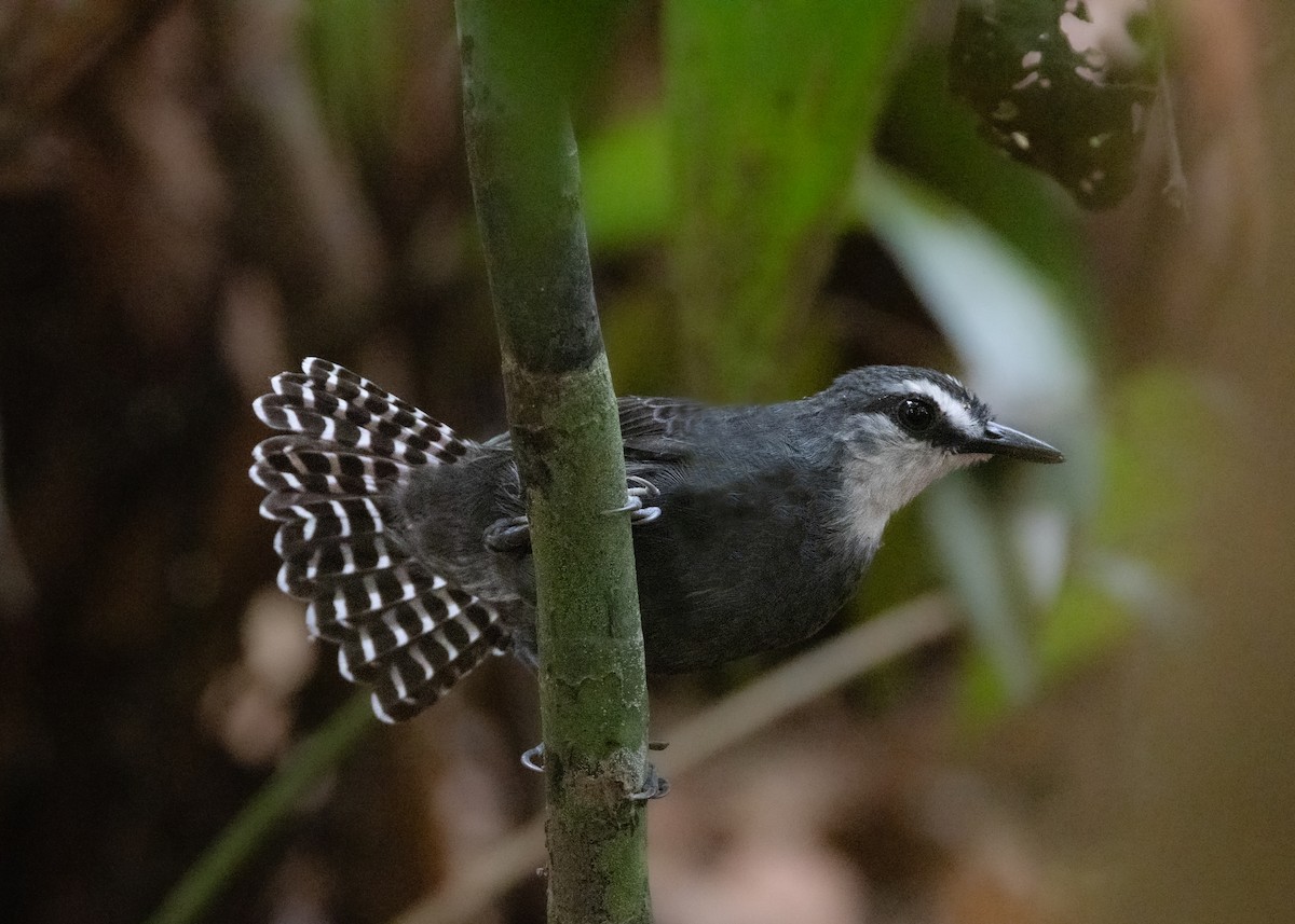 White-throated Antbird - ML624008481