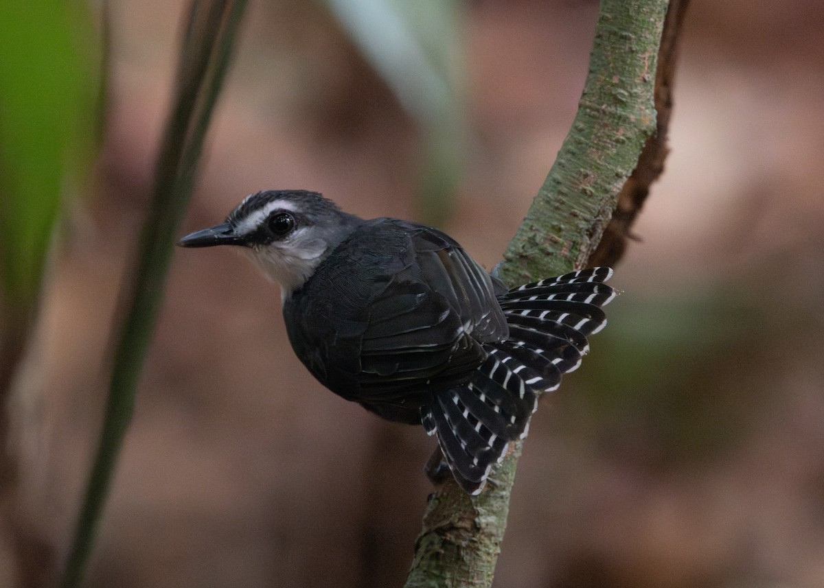 White-throated Antbird - ML624008482