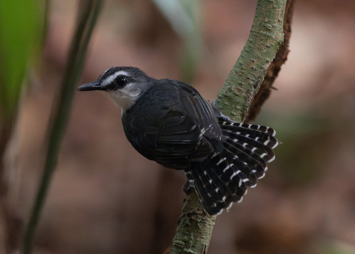White-throated Antbird - ML624008483
