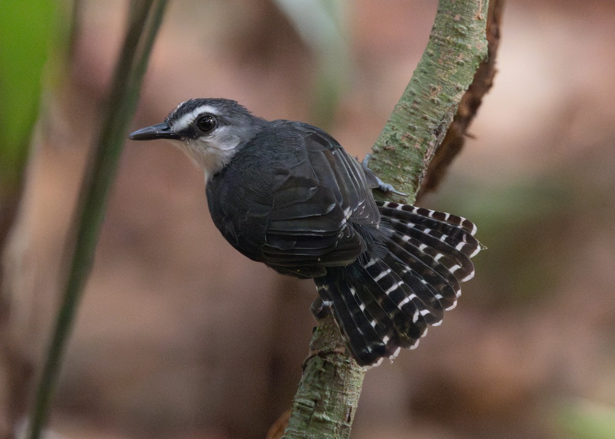 White-throated Antbird - ML624008484