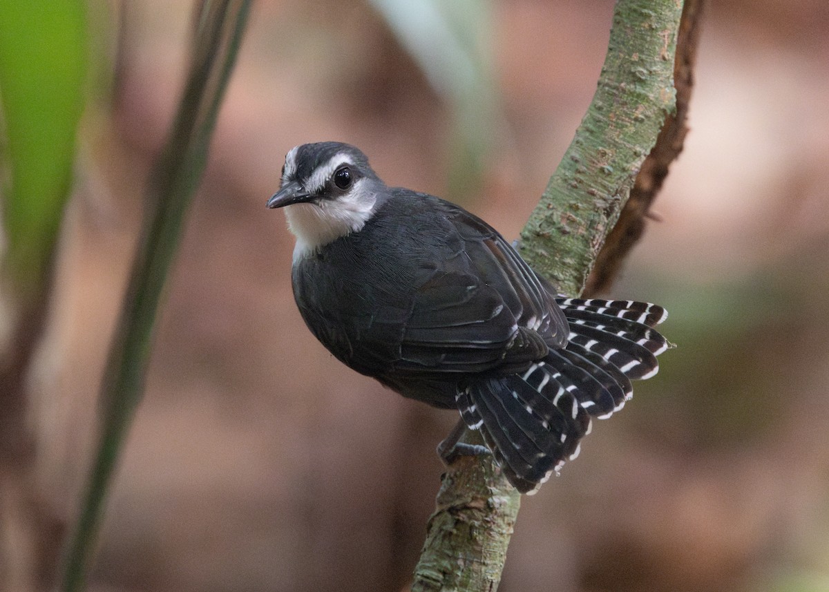 White-throated Antbird - ML624008485