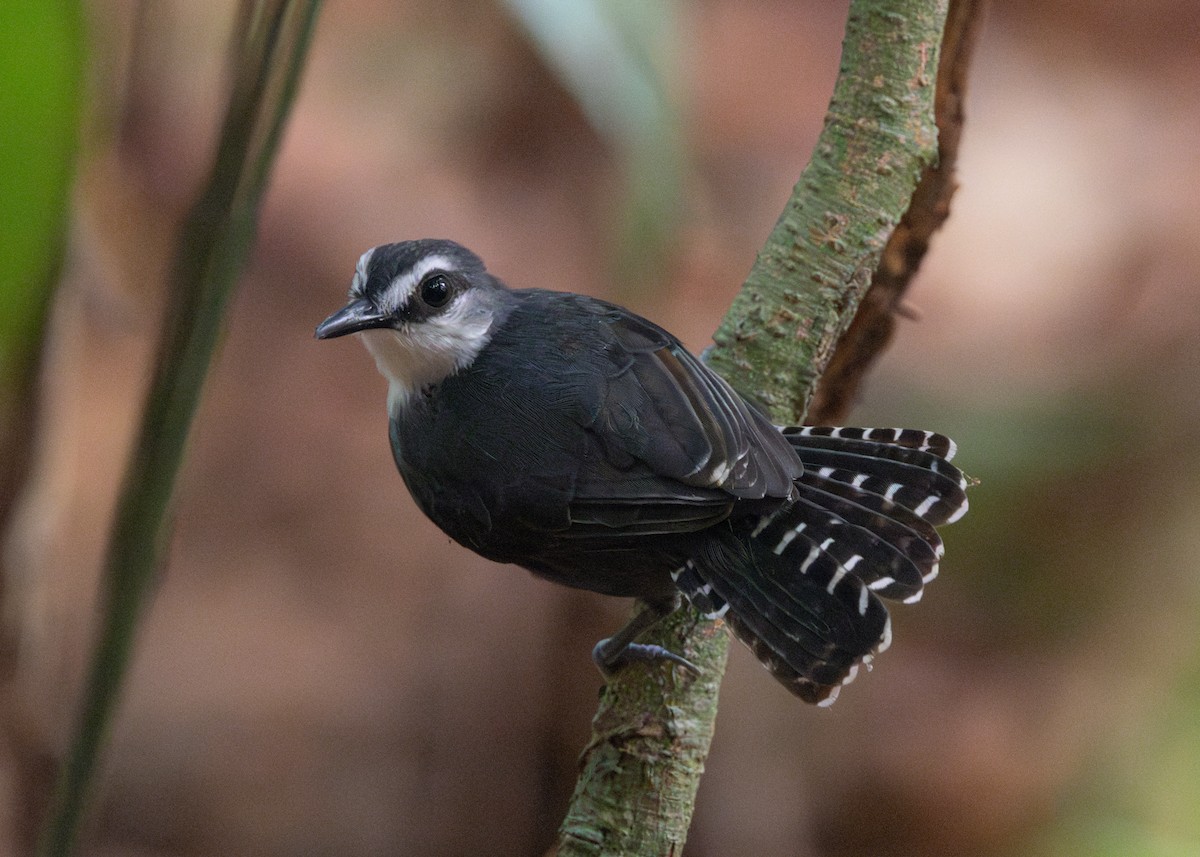 White-throated Antbird - ML624008486