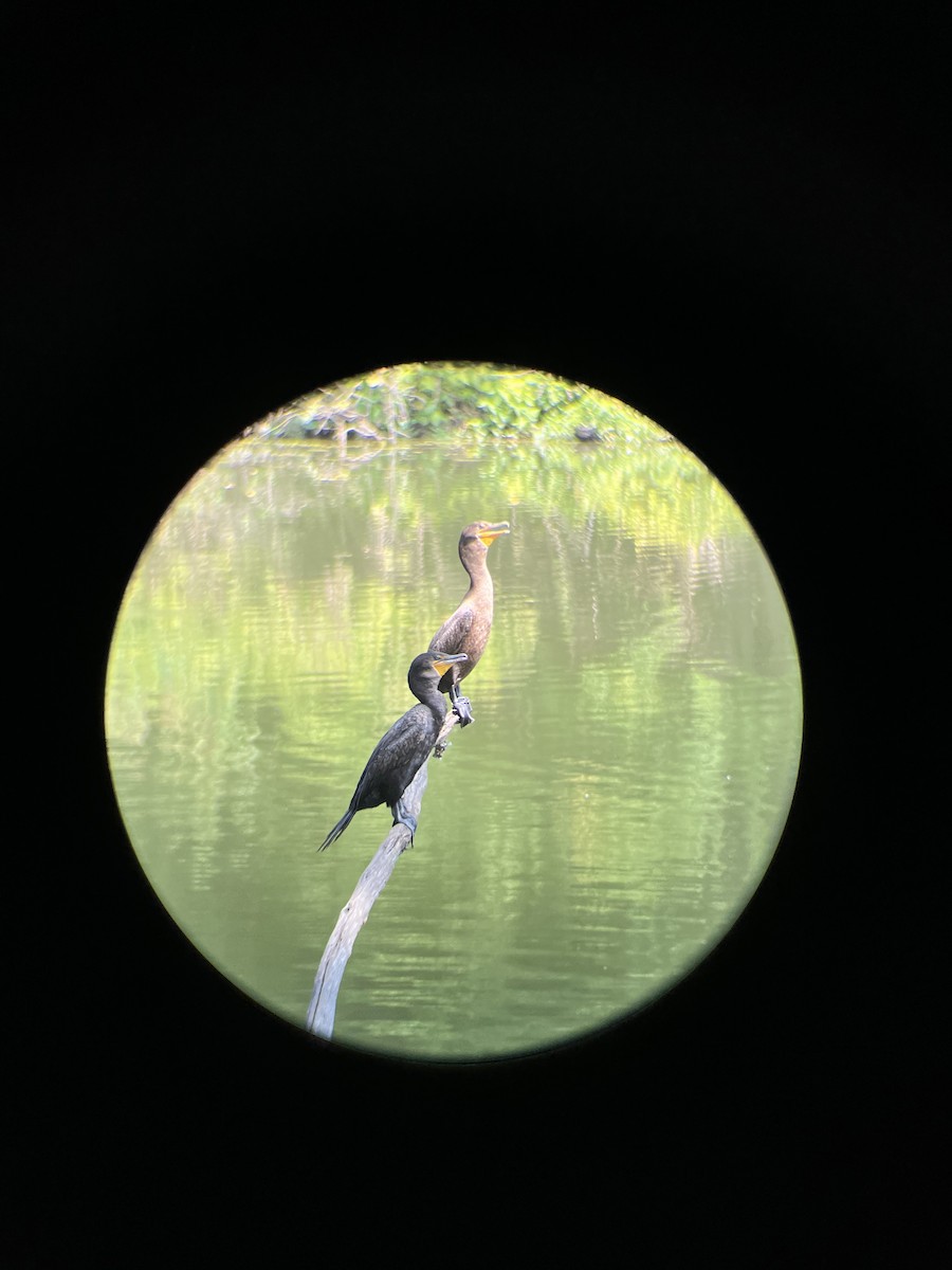 Double-crested Cormorant - ML624008488