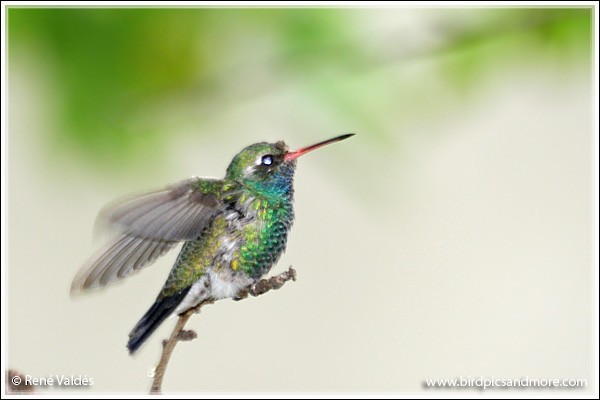 Broad-billed Hummingbird - ML624008492