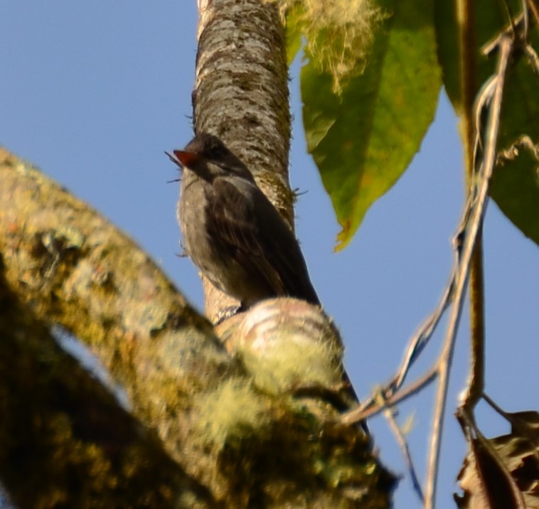 Dark Pewee - ML624008518